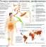 Холера: причины, симптомы, профилактика