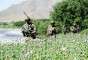 Солдаты НАТо охраняют афганские маковые поля