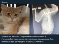 цыгане поломали кошку в Екатеринбурге